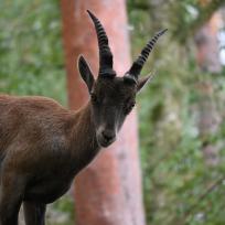 Alpensteinbock