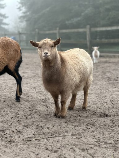 Ziege Lulu