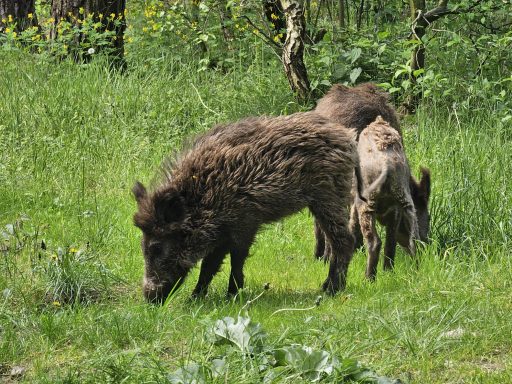 Wildschweine